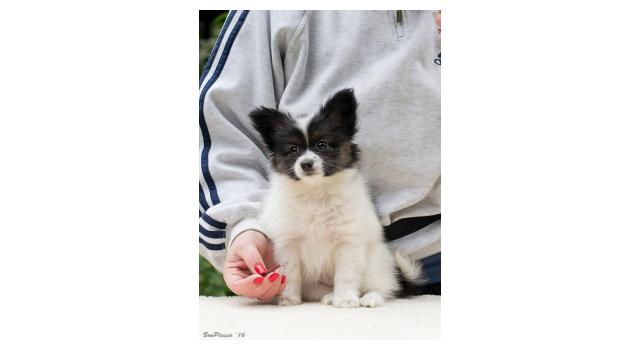 Щенки папийона (папильона) в питомнике Бон Плезир Щенки папийона (папильона) в питомнике Бон Плезир