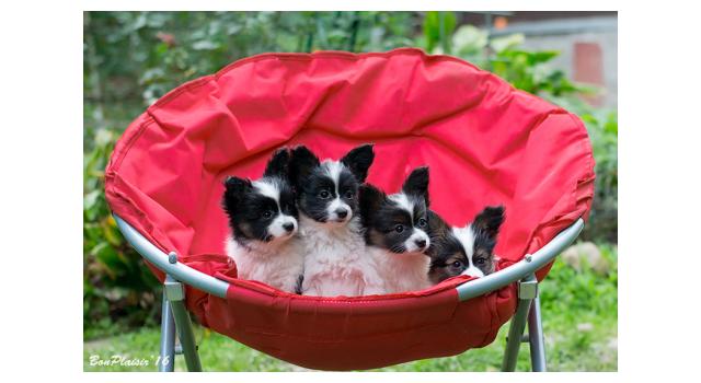 Щенки папийона (папильона) в питомнике Бон Плезир Щенки папийона (папильона) в питомнике Бон Плезир