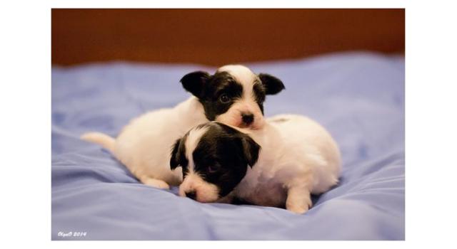 Щенки папийона (папильона) в питомнике Бон Плезир Щенки папийона (папильона) в питомнике Бон Плезир