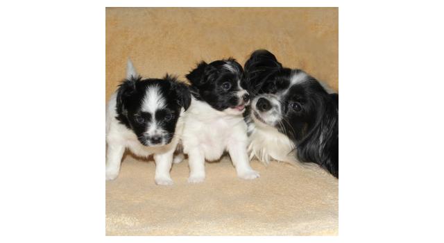 Щенки папийона (папильона) в питомнике Бон Плезир Щенки папийона (папильона) в питомнике Бон Плезир