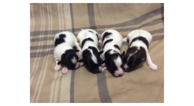 Щенки папийона (папильона) в питомнике Бон Плезир Щенки папийона (папильона) в питомнике Бон Плезир