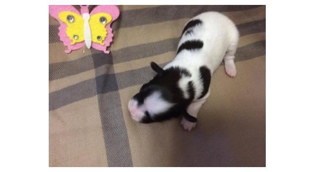 Щенки папийона (папильона) в питомнике Бон Плезир Щенки папийона (папильона) в питомнике Бон Плезир