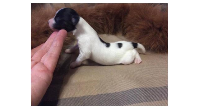 Щенки папийона (папильона) в питомнике Бон Плезир Щенки папийона (папильона) в питомнике Бон Плезир