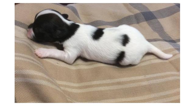 Щенки папийона (папильона) в питомнике Бон Плезир Щенки папийона (папильона) в питомнике Бон Плезир