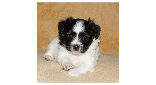 Щенки папийона (папильона) в питомнике Бон Плезир Щенки папийона (папильона) в питомнике Бон Плезир