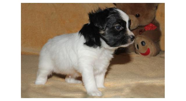 Щенки папийона (папильона) в питомнике Бон Плезир Щенки папийона (папильона) в питомнике Бон Плезир