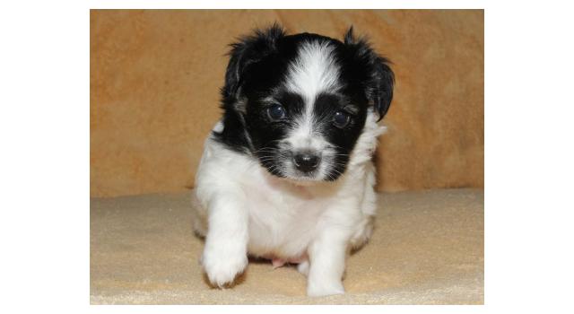 Щенки папийона (папильона) в питомнике Бон Плезир Щенки папийона (папильона) в питомнике Бон Плезир