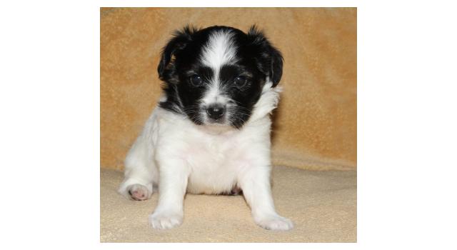 Щенки папийона (папильона) в питомнике Бон Плезир Щенки папийона (папильона) в питомнике Бон Плезир