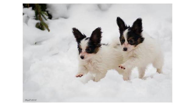 Щенки папийона (папильона) в питомнике Бон Плезир Щенки папийона (папильона) в питомнике Бон Плезир