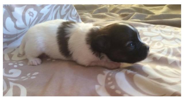 Щенки папийона (папильона) в питомнике Бон Плезир Щенки папийона (папильона) в питомнике Бон Плезир