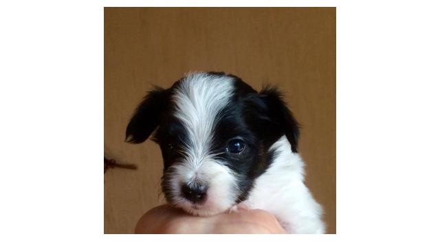 Щенки папийона (папильона) в питомнике Бон Плезир Щенки папийона (папильона) в питомнике Бон Плезир