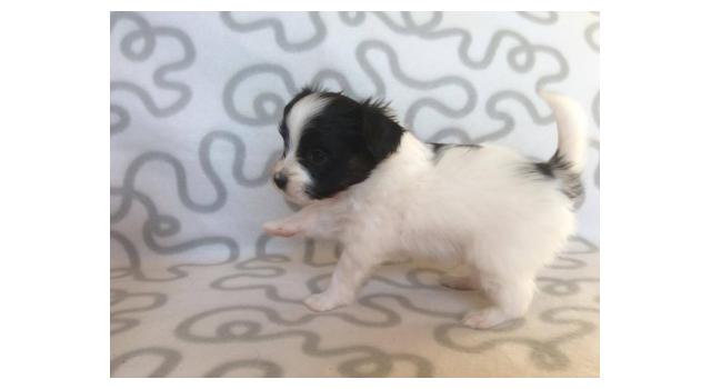 Щенки папийона (папильона) в питомнике Бон Плезир Щенки папийона (папильона) в питомнике Бон Плезир