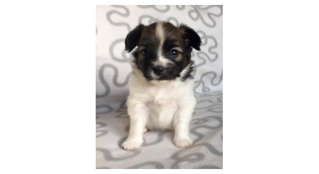 Щенки папийона (папильона) в питомнике Бон Плезир Щенки папийона (папильона) в питомнике Бон Плезир