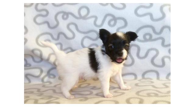 Щенки папийона (папильона) в питомнике Бон Плезир Щенки папийона (папильона) в питомнике Бон Плезир