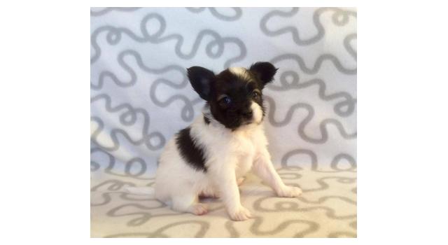 Щенки папийона (папильона) в питомнике Бон Плезир Щенки папийона (папильона) в питомнике Бон Плезир