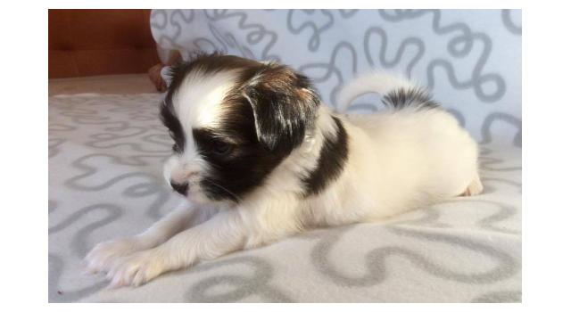 Щенки папийона (папильона) в питомнике Бон Плезир Щенки папийона (папильона) в питомнике Бон Плезир