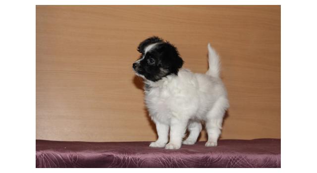 Щенки папийона (папильона) в питомнике Бон Плезир Щенки папийона (папильона) в питомнике Бон Плезир