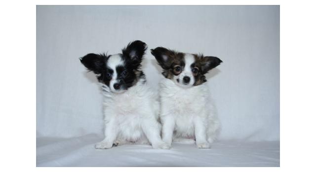 Щенки папийона (папильона) в питомнике Бон Плезир Щенки папийона (папильона) в питомнике Бон Плезир