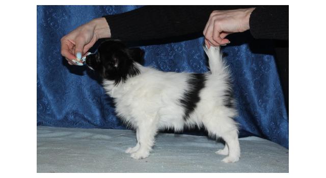 Щенки папийона (папильона) в питомнике Бон Плезир Щенки папийона (папильона) в питомнике Бон Плезир