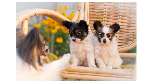 Щенки папийона (папильона) в питомнике Бон Плезир Щенки папийона (папильона) в питомнике Бон Плезир