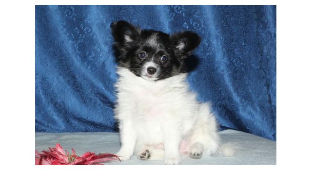 Щенки папийона (папильона) в питомнике Бон Плезир Щенки папийона (папильона) в питомнике Бон Плезир