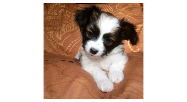 Щенки папийона (папильона) в питомнике Бон Плезир Щенки папийона (папильона) в питомнике Бон Плезир