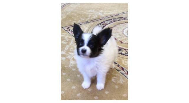 Щенки папийона (папильона) в питомнике Бон Плезир Щенки папийона (папильона) в питомнике Бон Плезир