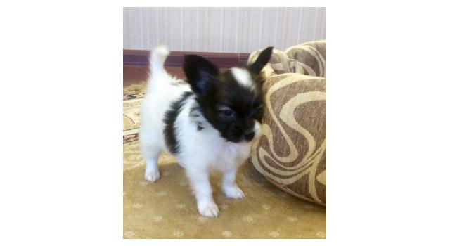 Щенки папийона (папильона) в питомнике Бон Плезир Щенки папийона (папильона) в питомнике Бон Плезир