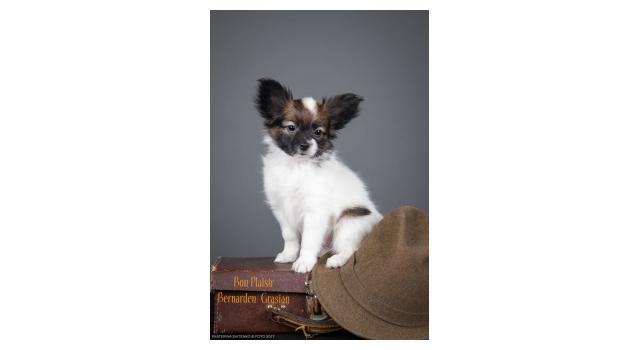 Щенки папийона (папильона) в питомнике Бон Плезир Щенки папийона (папильона) в питомнике Бон Плезир