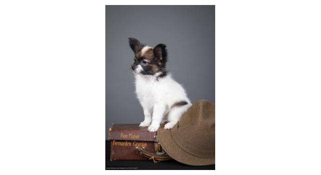 Щенки папийона (папильона) в питомнике Бон Плезир Щенки папийона (папильона) в питомнике Бон Плезир