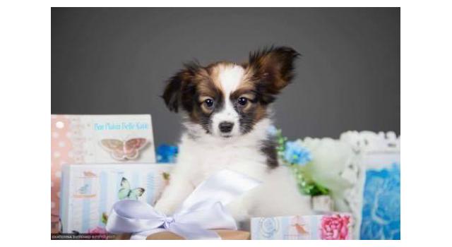 Щенки папийона (папильона) в питомнике Бон Плезир Щенки папийона (папильона) в питомнике Бон Плезир