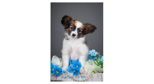 Щенки папийона (папильона) в питомнике Бон Плезир Щенки папийона (папильона) в питомнике Бон Плезир