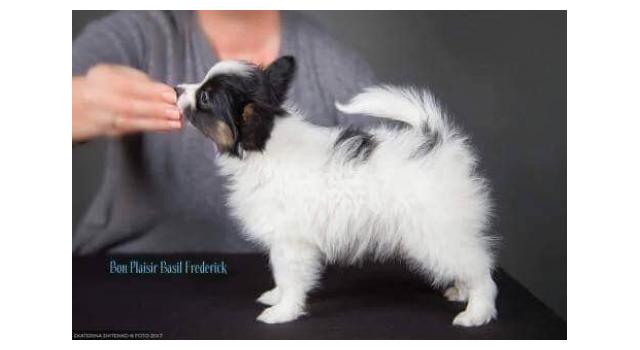 Щенки папийона (папильона) в питомнике Бон Плезир Щенки папийона (папильона) в питомнике Бон Плезир