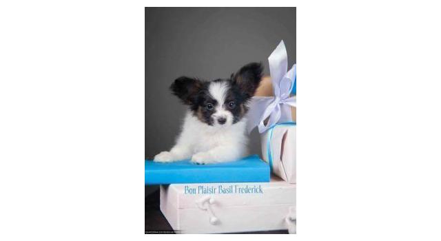 Щенки папийона (папильона) в питомнике Бон Плезир Щенки папийона (папильона) в питомнике Бон Плезир