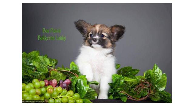 Щенки папийона (папильона) в питомнике Бон Плезир Щенки папийона (папильона) в питомнике Бон Плезир