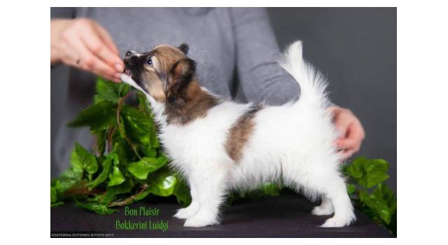 Щенки папийона (папильона) в питомнике Бон Плезир Щенки папийона (папильона) в питомнике Бон Плезир
