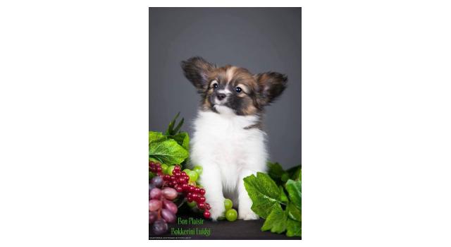 Щенки папийона (папильона) в питомнике Бон Плезир Щенки папийона (папильона) в питомнике Бон Плезир