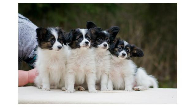 Щенки папийона (папильона) в питомнике Бон Плезир Щенки папийона (папильона) в питомнике Бон Плезир