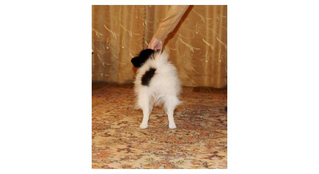 Щенки папийона (папильона) в питомнике Бон Плезир Щенки папийона (папильона) в питомнике Бон Плезир