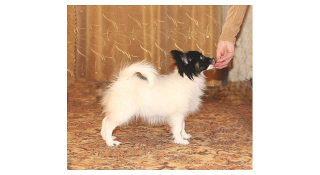 Щенки папийона (папильона) в питомнике Бон Плезир Щенки папийона (папильона) в питомнике Бон Плезир