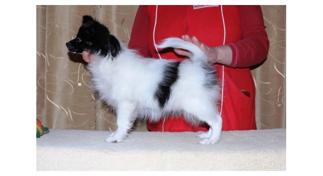 Щенки папийона (папильона) в питомнике Бон Плезир Щенки папийона (папильона) в питомнике Бон Плезир