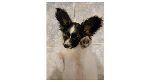 Щенки папийона (папильона) в питомнике Бон Плезир Щенки папийона (папильона) в питомнике Бон Плезир