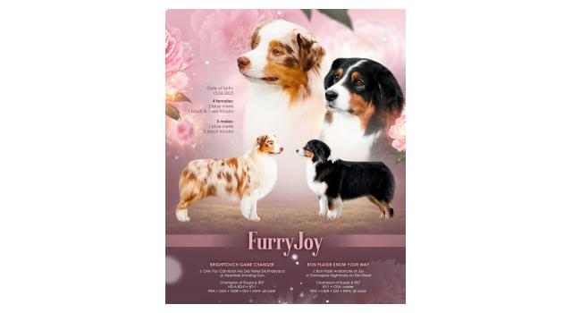 Щенки папийона (папильона) в питомнике Бон Плезир Щенки папийона (папильона) в питомнике Бон Плезир