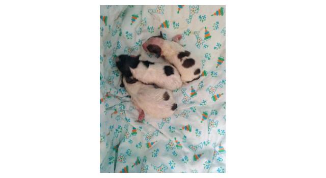 Щенки папийона (папильона) в питомнике Бон Плезир Щенки папийона (папильона) в питомнике Бон Плезир