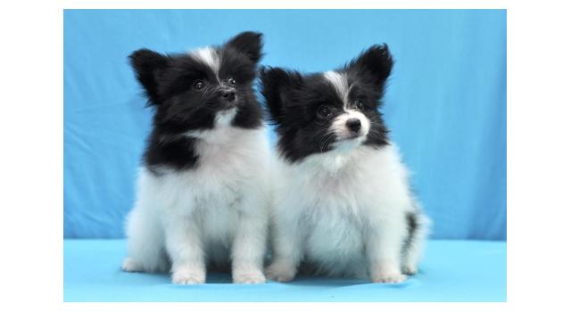 Щенки папийона (папильона) в питомнике Бон Плезир Щенки папийона (папильона) в питомнике Бон Плезир