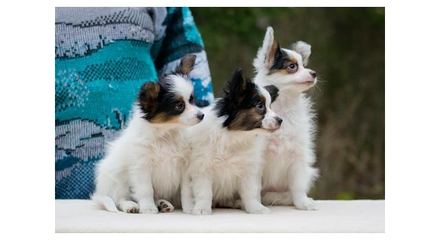 Щенки папийона (папильона) в питомнике Бон Плезир Щенки папийона (папильона) в питомнике Бон Плезир