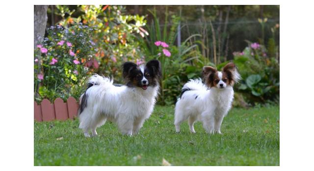 Щенки папийона (папильона) в питомнике Бон Плезир Щенки папийона (папильона) в питомнике Бон Плезир