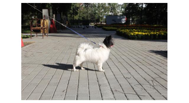 Щенки папийона (папильона) в питомнике Бон Плезир Щенки папийона (папильона) в питомнике Бон Плезир