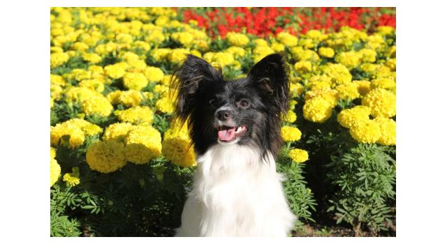 Щенки папийона (папильона) в питомнике Бон Плезир Щенки папийона (папильона) в питомнике Бон Плезир