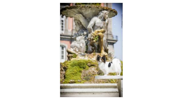 Щенки папийона (папильона) в питомнике Бон Плезир Щенки папийона (папильона) в питомнике Бон Плезир